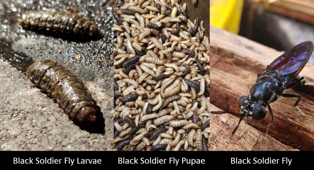 Black Soldier Flies